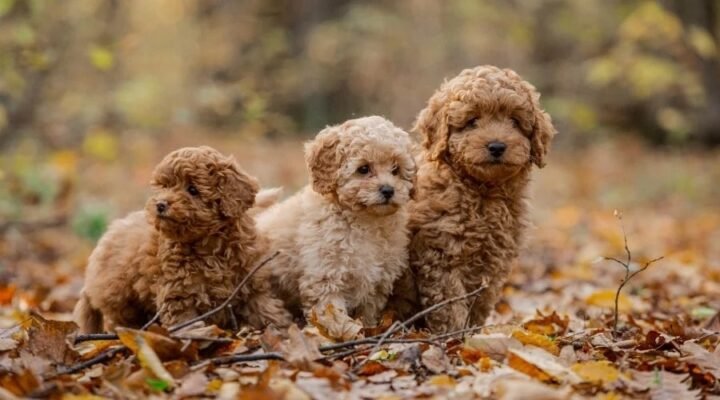 Poodles for Sale: Find Your Perfect Companion Today!