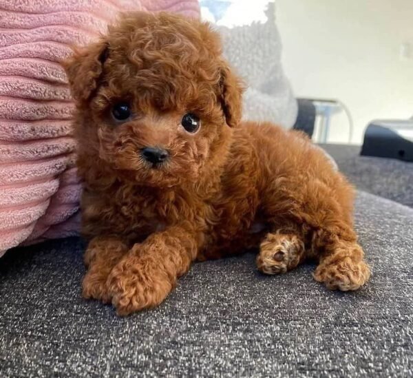 Female Toy Poodle Puppy For Sale Near Me
