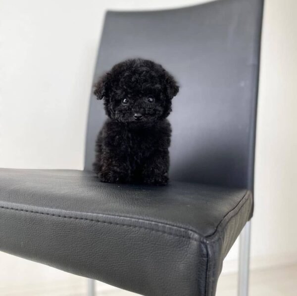 Male Teacup Poodle Puppy For Sale in Texas
