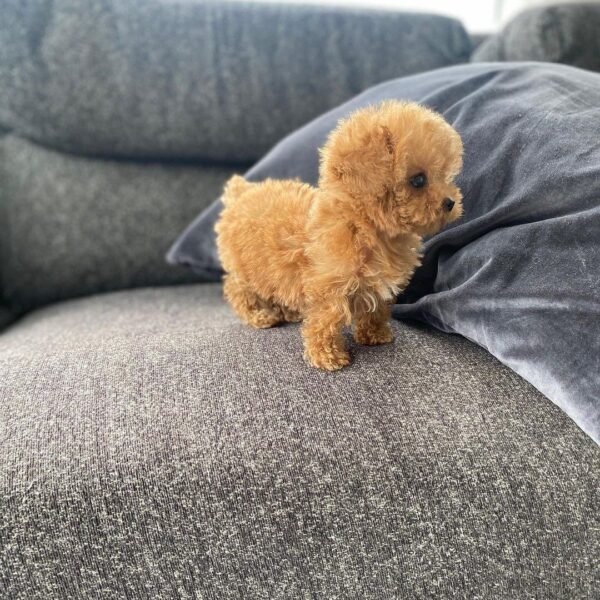 Male Toy Poodle Puppy for Sale Online in Texas