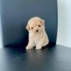 Female Toy Poodle Puppies For Sale in Texas