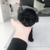 Male Teacup Poodle Puppy For Sale in Texas