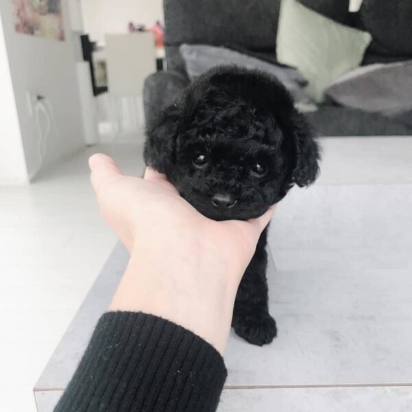 Male Teacup Poodle Puppy For Sale in Texas