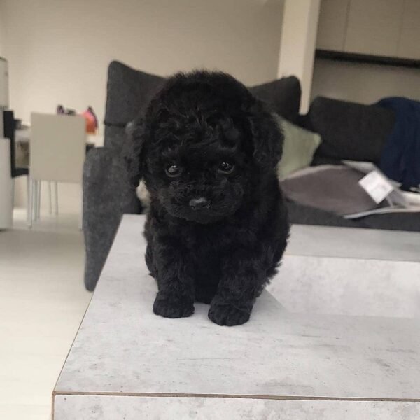 Male Teacup Poodle Puppy For Sale in Texas